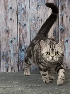 Tabbies Prints: Picture No. 11092232