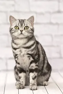 Tabbies Prints: Picture No. 11092244