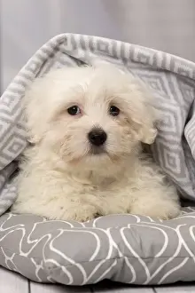 Coton Prints: Picture No. 11092264