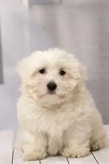 Coton Prints: Picture No. 11092265