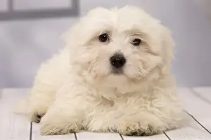 Coton Prints: Picture No. 11092266