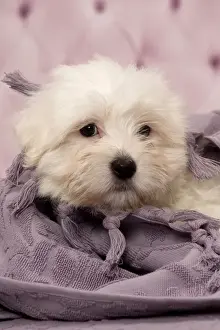 Coton Prints: Picture No. 11092267
