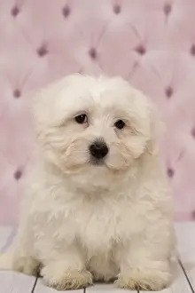 Coton Prints: Picture No. 11092268