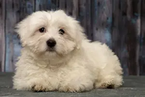 Coton Prints: Picture No. 11092269