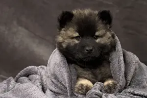 Eurasier Prints: Picture No. 11092270
