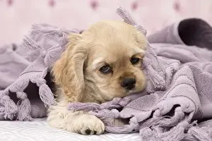 Picture No. 11092282