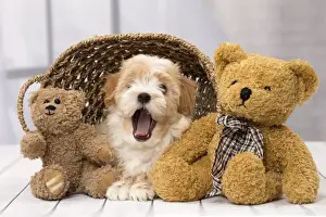 Picture No. 11092287