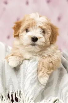 Havanese Prints: Picture No. 11092295