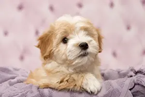 Havanese Prints: Picture No. 11092296
