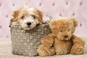 Havanese Prints: Picture No. 11092299