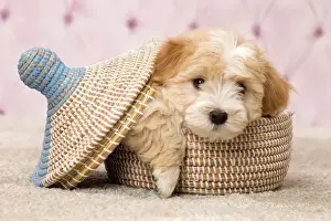 Havanese Prints: Picture No. 11092300