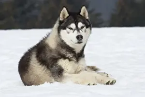 Siberian Prints: Picture No. 11092333