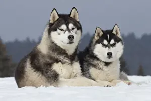 Siberian Prints: Picture No. 11092334