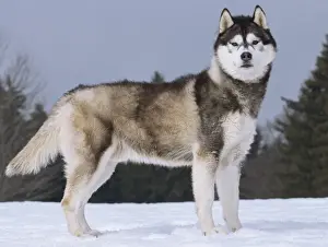 Siberian Prints: Picture No. 11092367
