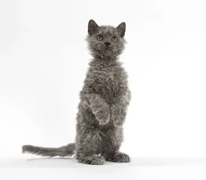 Selkirk Prints: Picture No. 11092493