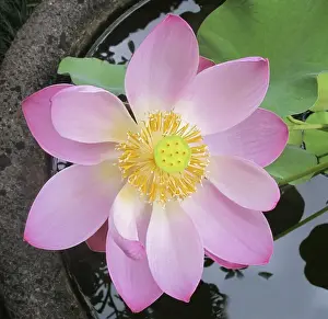 Petals Prints: Picture No. 11092502
