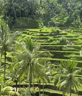Picture No. 11092506