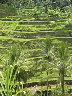 Terrace Prints: Picture No. 11092510