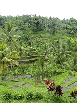 Picture No. 11092512