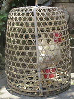 Cage Collection: Picture No. 11092517