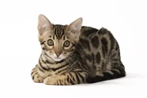 Curled Prints: Picture No. 11092579
