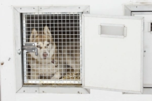 Cage Collection: Picture No. 11092602