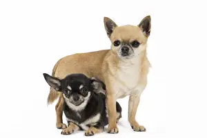 Picture No. 11092605