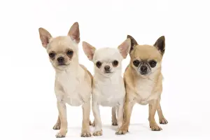 Picture No. 11092611
