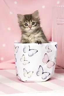 Bucket Prints: Picture No. 11092618