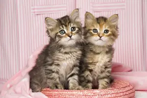 Siberian Prints: Picture No. 11092625