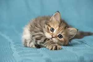 Picture No. 11092651
