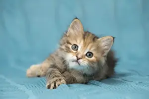 Picture No. 11092652
