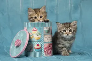 Tins Prints: Picture No. 11092654