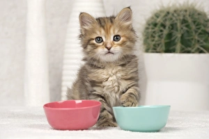 Bowls Collection: Picture No. 11092659