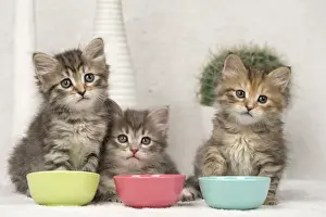 Meal Prints: Picture No. 11092661