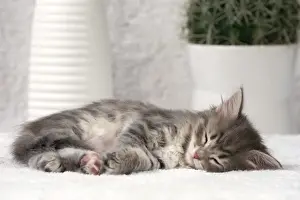 Sleep Prints: Picture No. 11092664