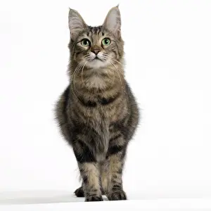 Picture No. 11092673