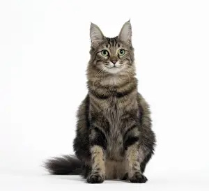 Kitten Prints: Picture No. 11092674