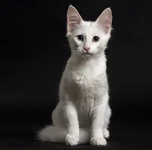 Angora Prints: Picture No. 11092675
