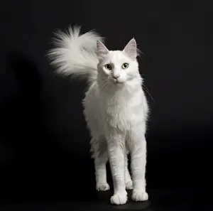 Angora Prints: Picture No. 11092676