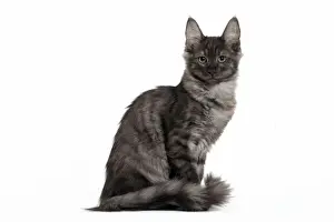 Angora Prints: Picture No. 11092693