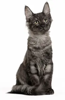 Angora Prints: Picture No. 11092694