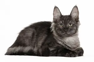 Angora Prints: Picture No. 11092697