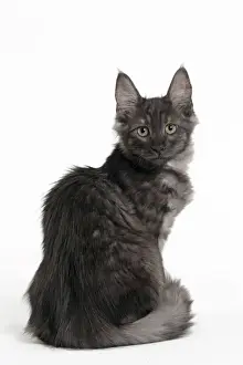 Angora Prints: Picture No. 11092701