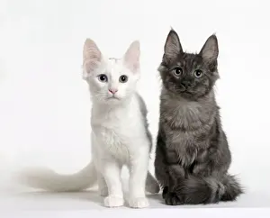Angora Prints: Picture No. 11092702