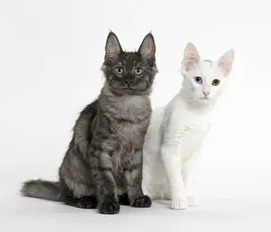 Angora Prints: Picture No. 11092703