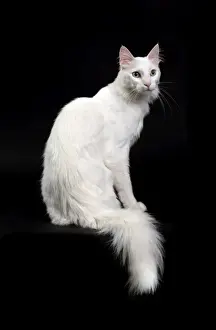 Angora Prints: Picture No. 11092704