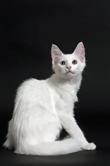 Angora Prints: Picture No. 11092713