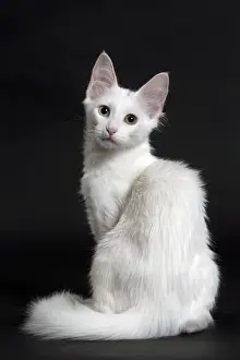Angora Prints: Picture No. 11092714