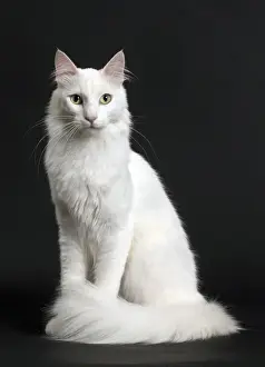 Angora Prints: Picture No. 11092718